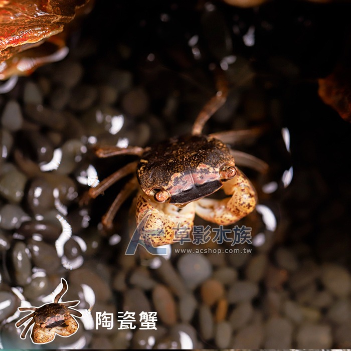 【AC草影】陶瓷蟹【一隻】觀賞螃蟹 陸蟹-細節圖3