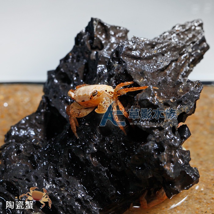 【AC草影】陶瓷蟹【一隻】觀賞螃蟹 陸蟹-細節圖4