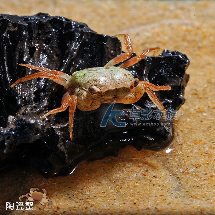 【AC草影】陶瓷蟹【一隻】觀賞螃蟹 陸蟹-細節圖5