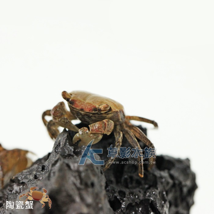 【AC草影】陶瓷蟹【一隻】觀賞螃蟹 陸蟹-細節圖6