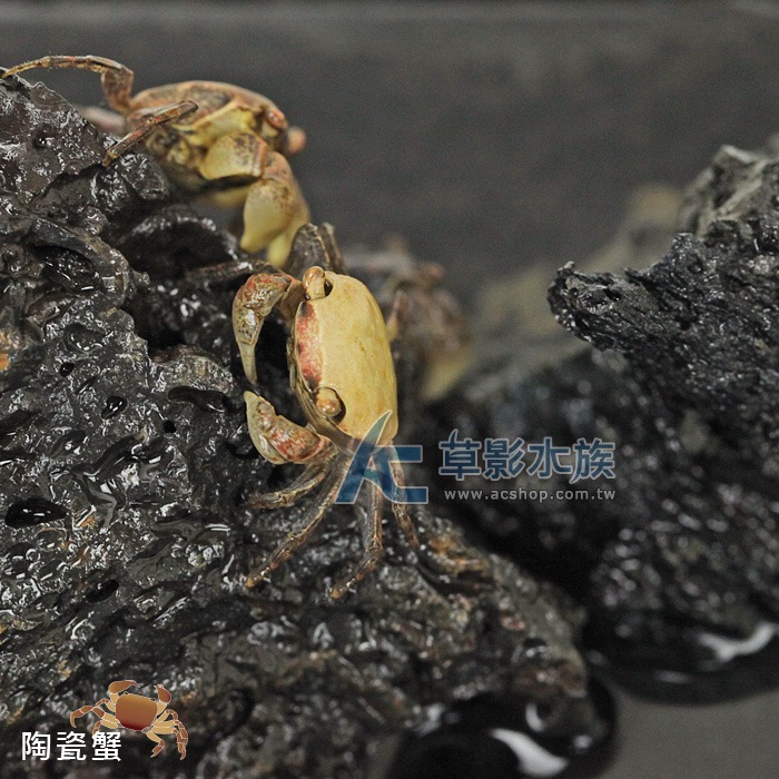 【AC草影】陶瓷蟹【一隻】觀賞螃蟹 陸蟹-細節圖7
