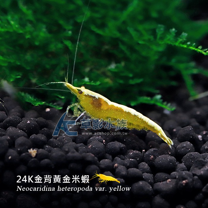 【AC草影】24K金背黃金米蝦【十隻】觀賞蝦 米蝦 除藻蝦 除藻-細節圖3