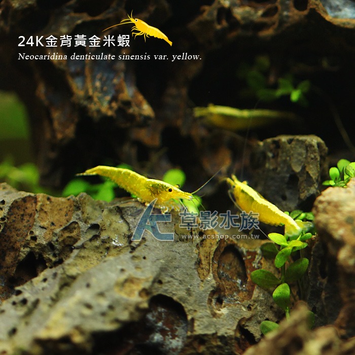 【AC草影】24K金背黃金米蝦【十隻】觀賞蝦 米蝦 除藻蝦 除藻-細節圖4