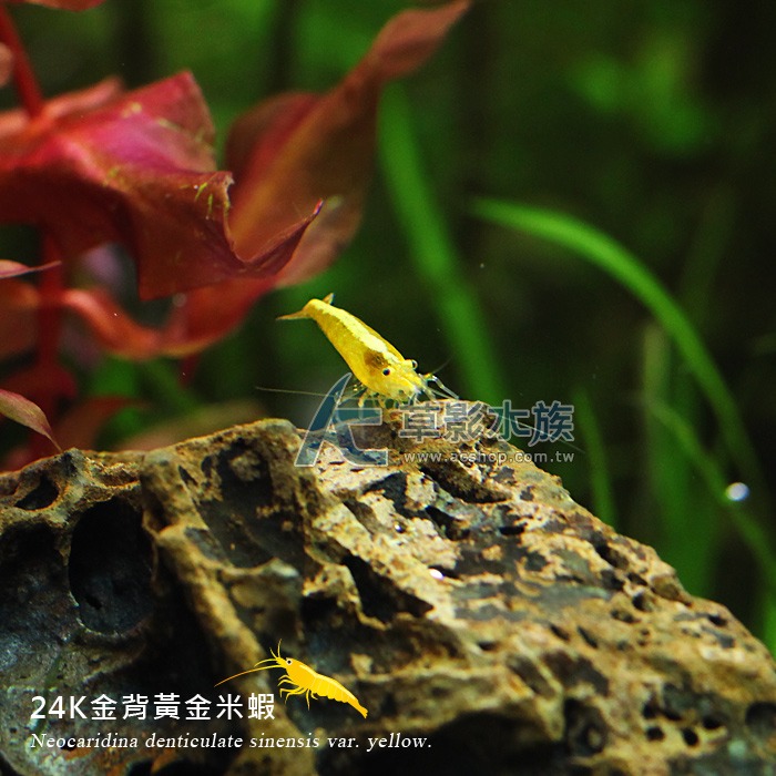 【AC草影】24K金背黃金米蝦【十隻】觀賞蝦 米蝦 除藻蝦 除藻-細節圖5