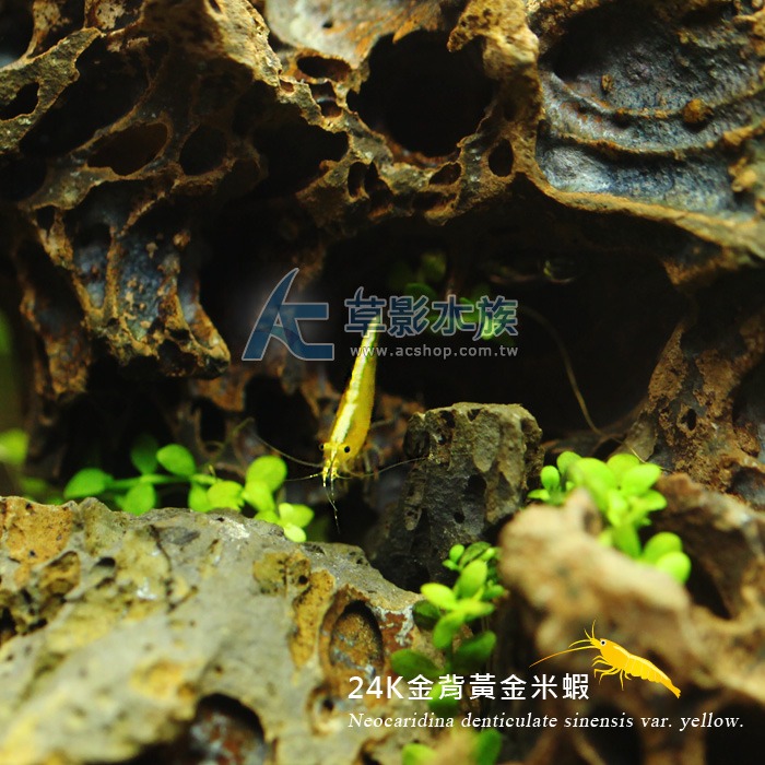 【AC草影】24K金背黃金米蝦【十隻】觀賞蝦 米蝦 除藻蝦 除藻-細節圖7