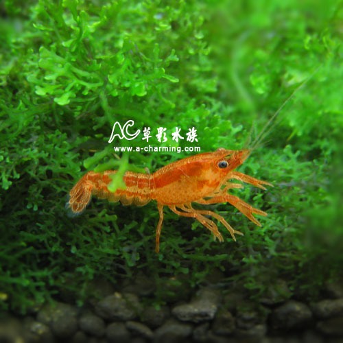 【AC草影】侏儒橘螯 對蝦（CPO雙帶型）【一對】小螯蝦 迷你螯蝦 觀賞蝦-細節圖2