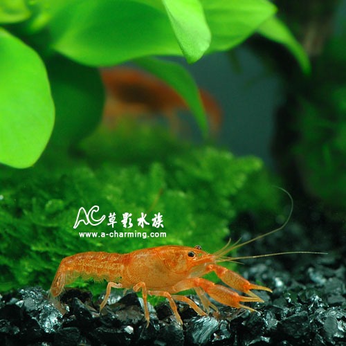 【AC草影】侏儒橘螯對蝦（CPO噴點型）【一對】對蝦 螯蝦 觀賞蝦-細節圖2