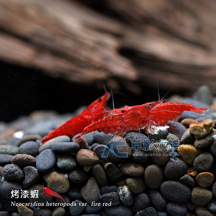 【AC草影】烤漆蝦【十二隻】除藻蝦 米蝦 觀賞蝦 極火蝦-細節圖2