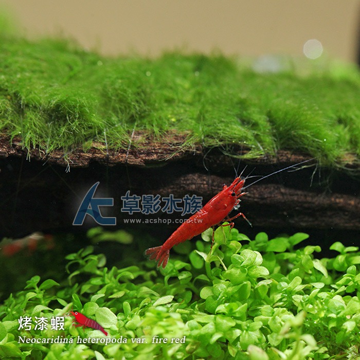 【AC草影】烤漆蝦【十二隻】除藻蝦 米蝦 觀賞蝦 極火蝦-細節圖3