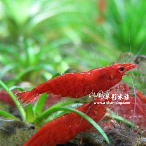 【AC草影】烤漆蝦【十二隻】除藻蝦 米蝦 觀賞蝦 極火蝦-細節圖4