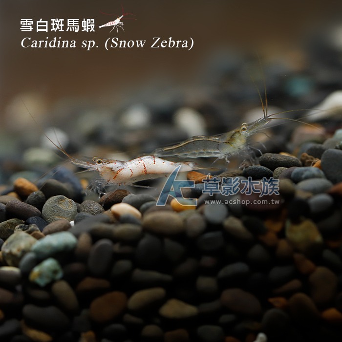 【AC草影】雪蝦【兩隻】蘇拉維西蝦 小蝦 觀賞蝦-細節圖3