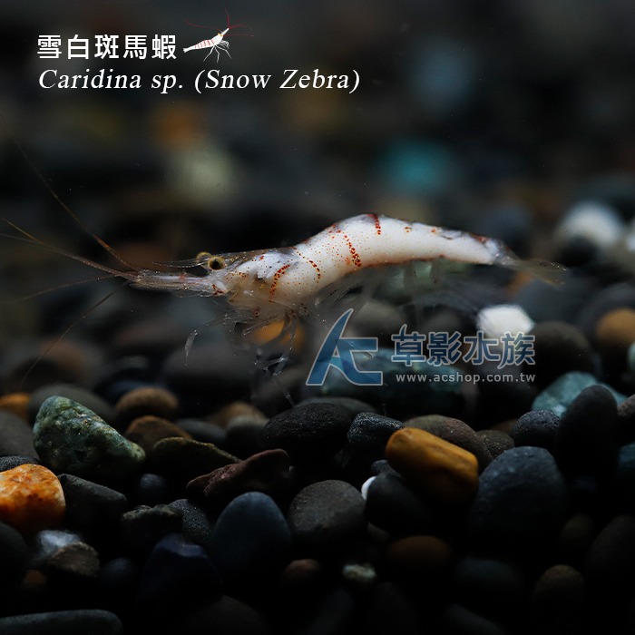 【AC草影】雪蝦【兩隻】蘇拉維西蝦 小蝦 觀賞蝦-細節圖4