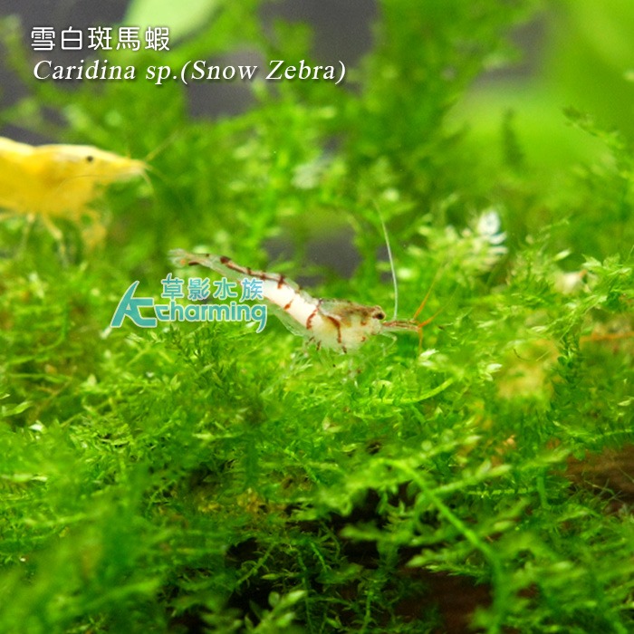 【AC草影】雪蝦【兩隻】蘇拉維西蝦 小蝦 觀賞蝦-細節圖5