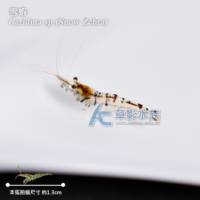 【AC草影】雪蝦【兩隻】蘇拉維西蝦 小蝦 觀賞蝦-細節圖7