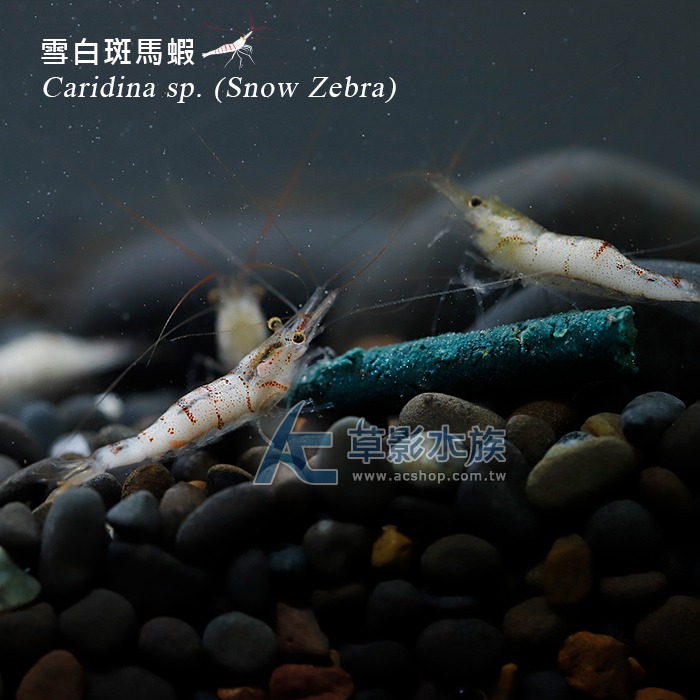 【AC草影】雪蝦【兩隻】蘇拉維西蝦 小蝦 觀賞蝦-細節圖9