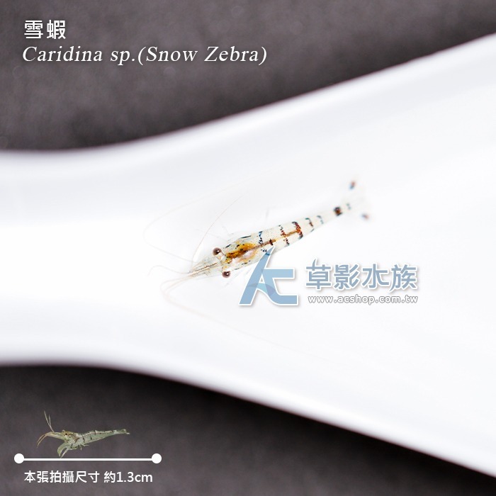 【AC草影】蘇拉維西雪蝦【兩隻】蘇拉維西蝦 小蝦 觀賞蝦-細節圖8