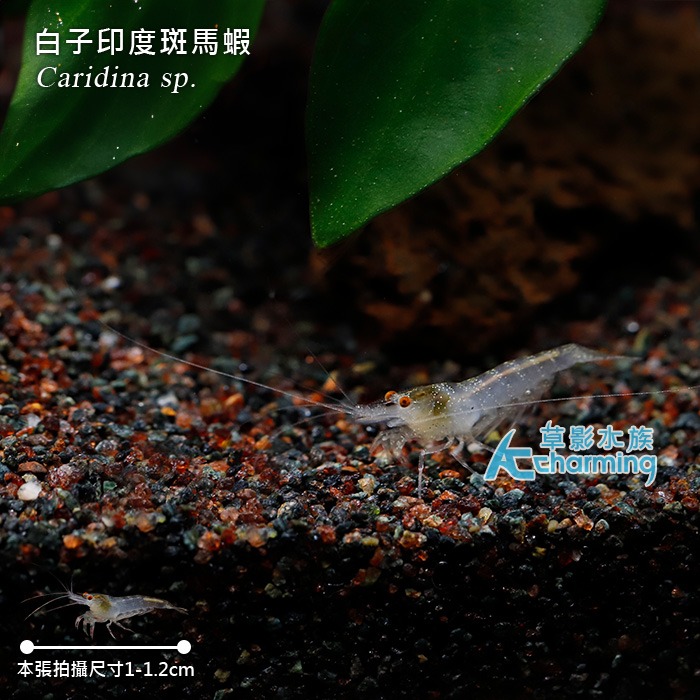 【AC草影】白子印度斑馬蝦【一隻】-細節圖2