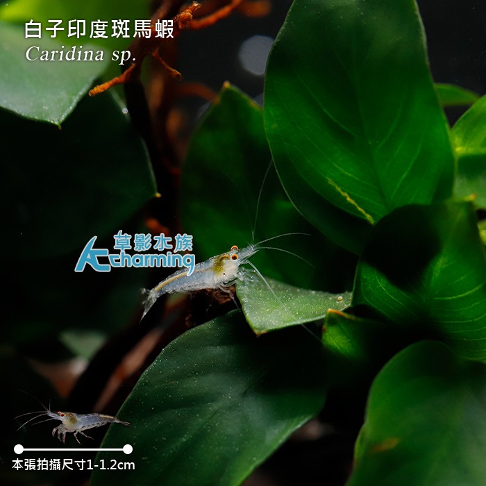 【AC草影】白子印度斑馬蝦【一隻】-細節圖4