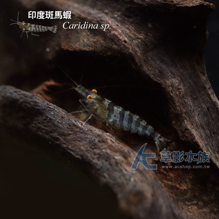 【AC草影】印度斑馬蝦【一隻】-細節圖2