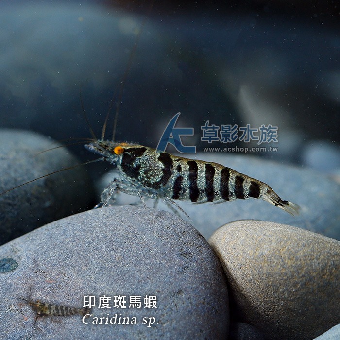 【AC草影】印度斑馬蝦【一隻】-細節圖3