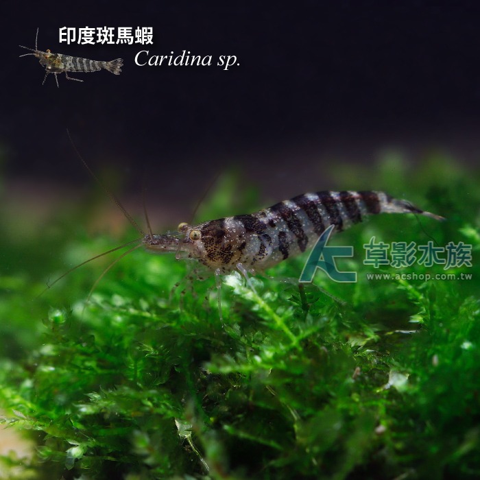【AC草影】印度斑馬蝦【一隻】-細節圖4