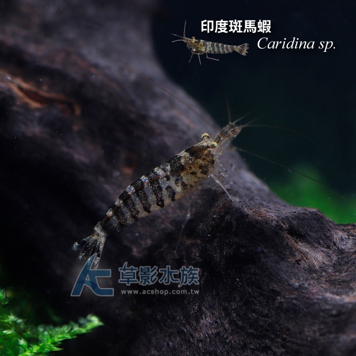 【AC草影】印度斑馬蝦【一隻】-細節圖5