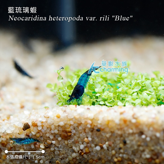 【AC草影】藍琉璃蝦【兩隻】米蝦 觀賞蝦-細節圖2