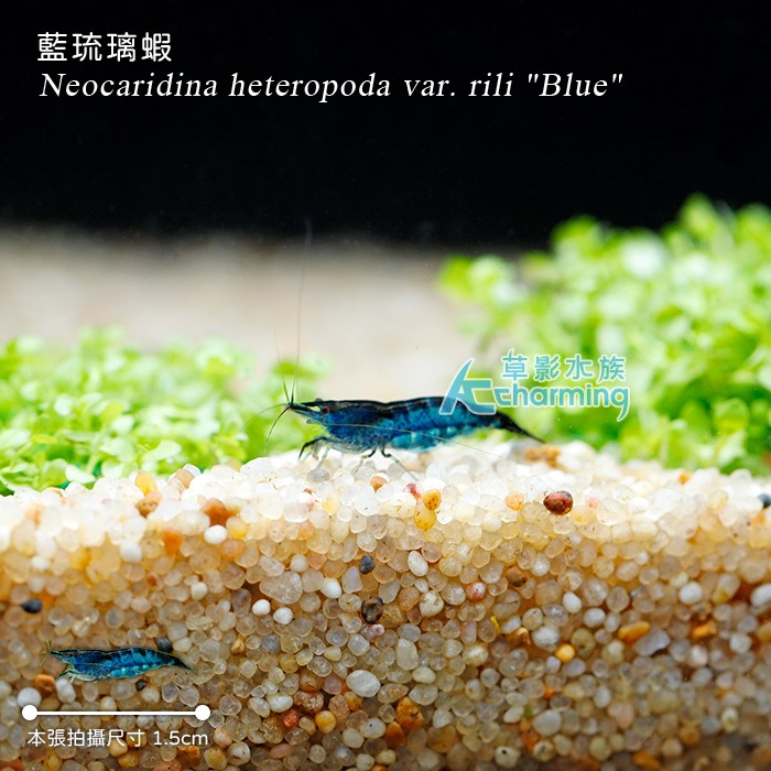 【AC草影】藍琉璃蝦【兩隻】米蝦 觀賞蝦-細節圖3