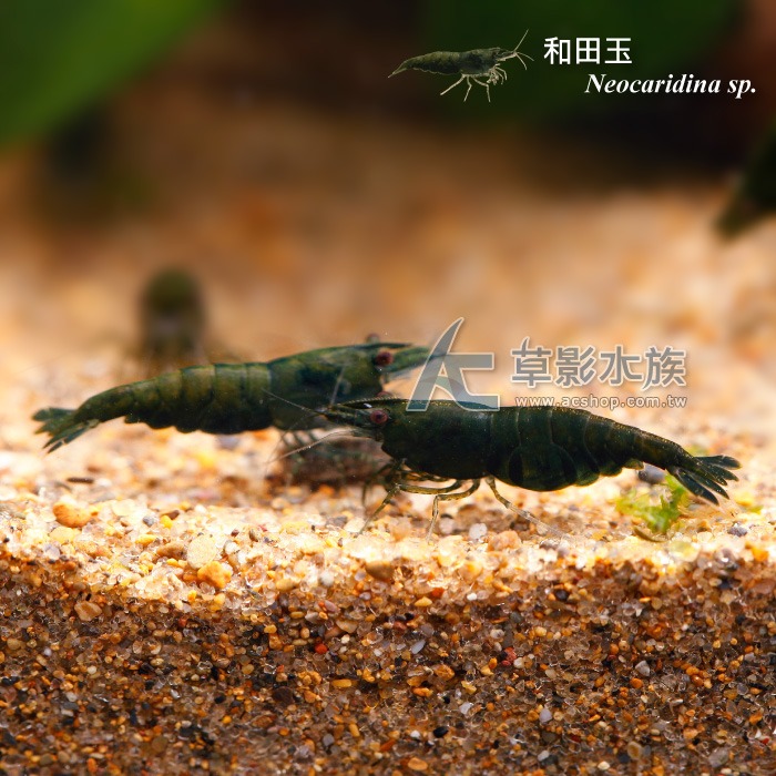 【AC草影】和田玉蝦【一隻】-細節圖2