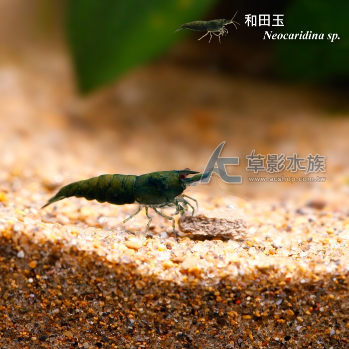 【AC草影】和田玉蝦【一隻】-細節圖3