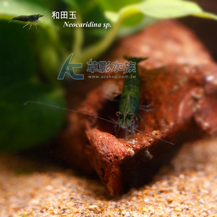 【AC草影】和田玉蝦【一隻】-細節圖4