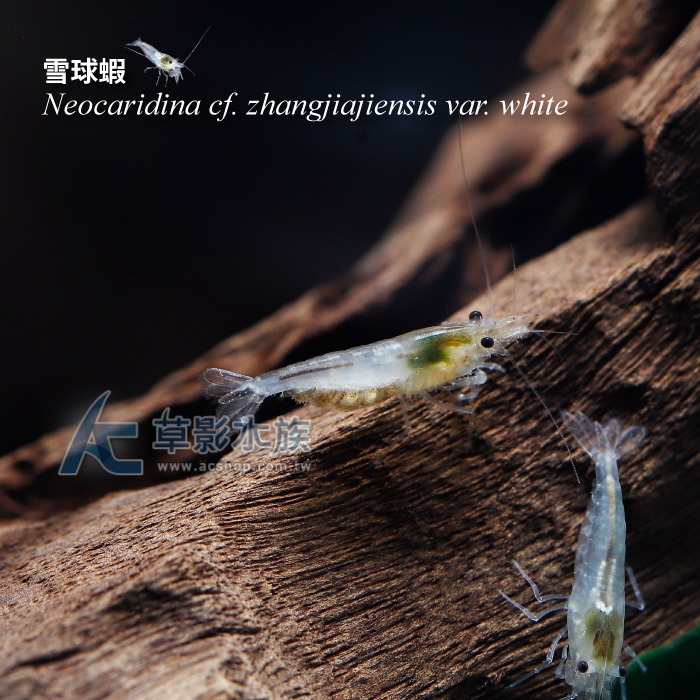 【AC草影】雪球蝦【五隻】除藻蝦 米蝦 觀賞蝦 極火蝦 烤漆蝦可參考-細節圖2
