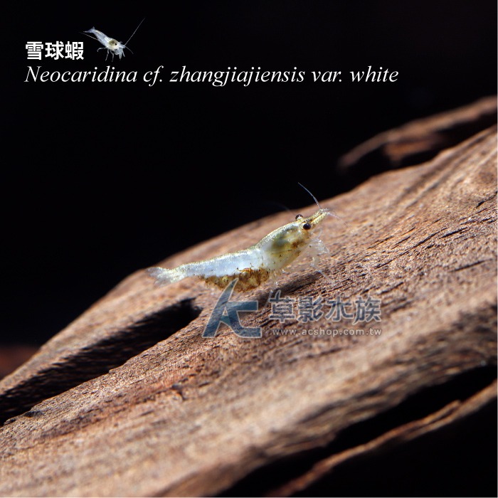 【AC草影】雪球蝦【五隻】除藻蝦 米蝦 觀賞蝦 極火蝦 烤漆蝦可參考-細節圖3