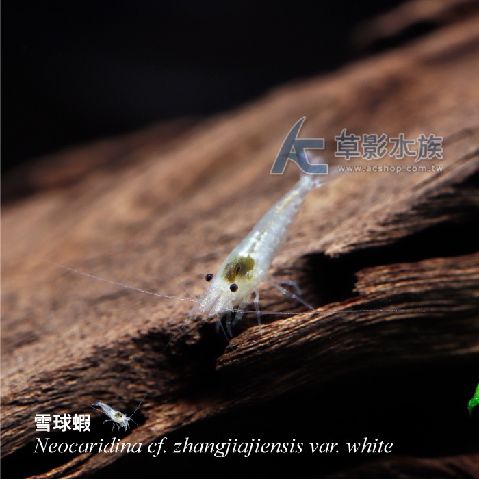 【AC草影】雪球蝦【五隻】除藻蝦 米蝦 觀賞蝦 極火蝦 烤漆蝦可參考-細節圖4