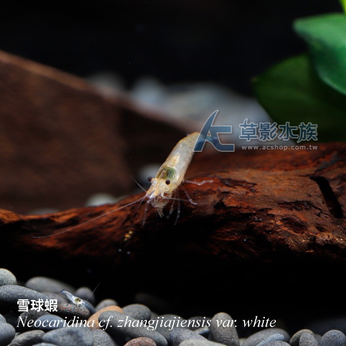 【AC草影】雪球蝦【五隻】除藻蝦 米蝦 觀賞蝦 極火蝦 烤漆蝦可參考-細節圖5