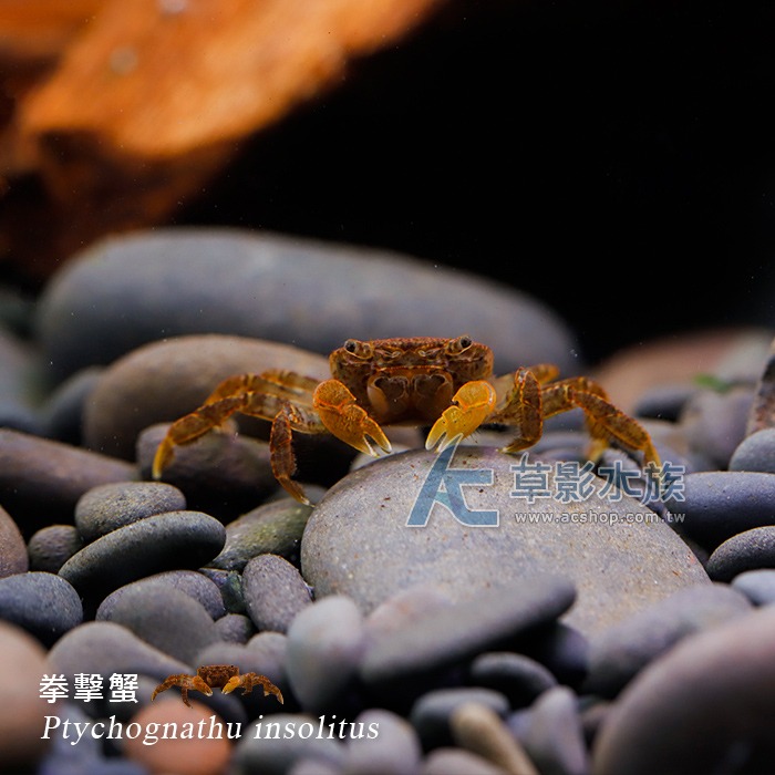 【AC草影】拳擊蟹【一隻】FBD01010 螃蟹 觀賞魚 觀賞蝦 除藻類 清潔魚缸 吃底部飼料 殘餌-細節圖2