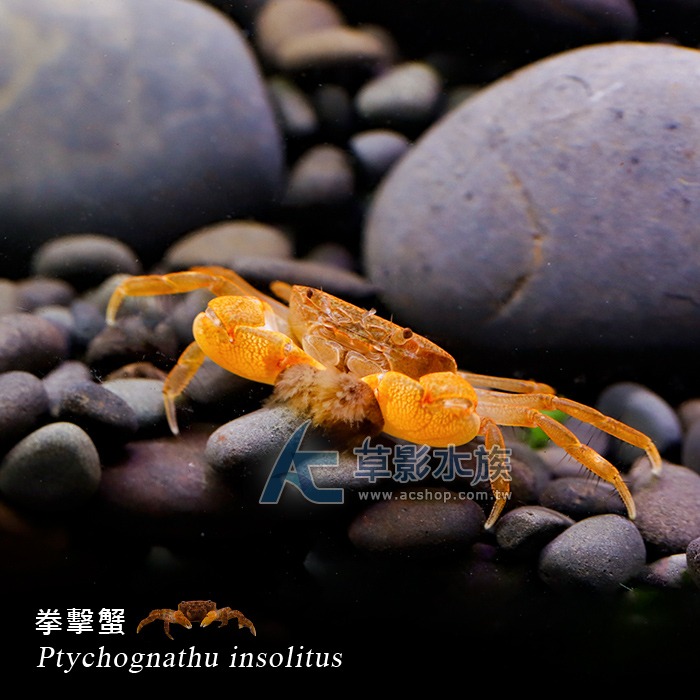 【AC草影】拳擊蟹【一隻】FBD01010 螃蟹 觀賞魚 觀賞蝦 除藻類 清潔魚缸 吃底部飼料 殘餌-細節圖3