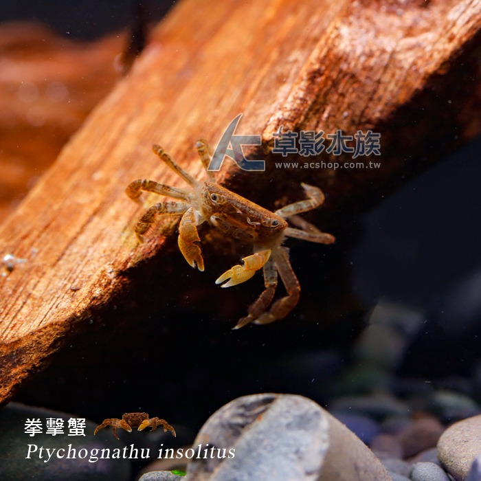 【AC草影】拳擊蟹【一隻】FBD01010 螃蟹 觀賞魚 觀賞蝦 除藻類 清潔魚缸 吃底部飼料 殘餌-細節圖4