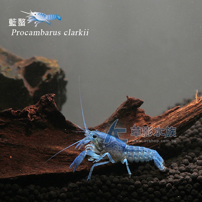 【AC草影】佛羅里達藍螯蝦【一隻】觀賞蝦 螯蝦 美國螯蝦 底棲魚蝦-細節圖2