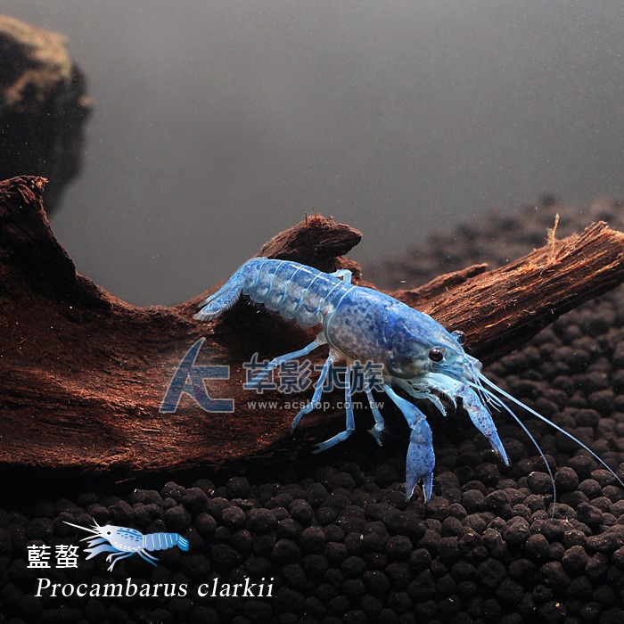 【AC草影】佛羅里達藍螯蝦【一隻】觀賞蝦 螯蝦 美國螯蝦 底棲魚蝦-細節圖3