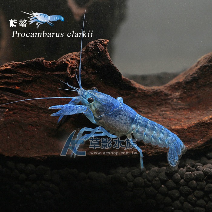 【AC草影】佛羅里達藍螯蝦【一隻】觀賞蝦 螯蝦 美國螯蝦 底棲魚蝦-細節圖4