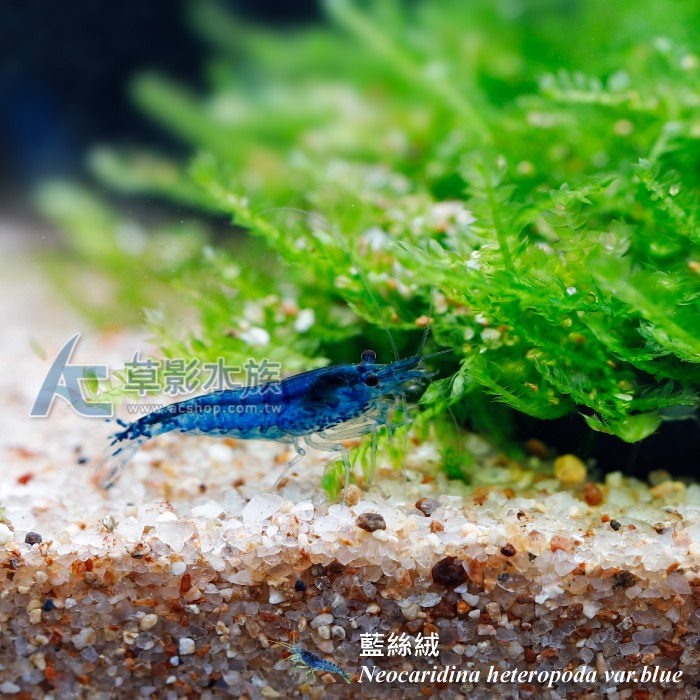 【AC草影】藍絲絨【十隻】米蝦 除藻蝦 藍絲絨蝦 去除青苔 極火蝦 火焰蝦可參考-細節圖2