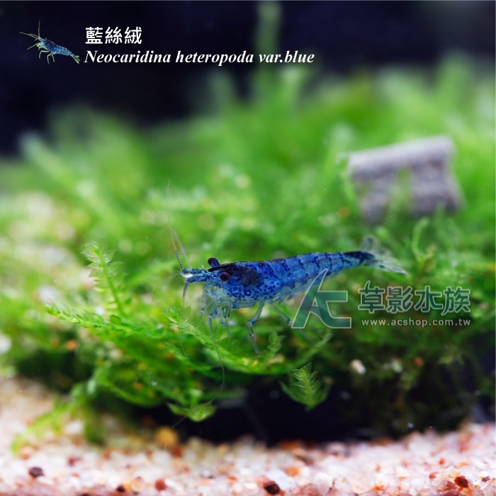 【AC草影】藍絲絨【十隻】米蝦 除藻蝦 藍絲絨蝦 去除青苔 極火蝦 火焰蝦可參考-細節圖3