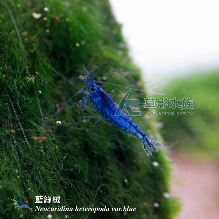 【AC草影】藍絲絨【十隻】米蝦 除藻蝦 藍絲絨蝦 去除青苔 極火蝦 火焰蝦可參考-細節圖4