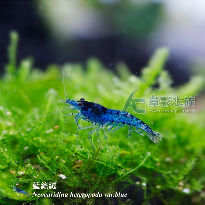 【AC草影】藍絲絨【十隻】米蝦 除藻蝦 藍絲絨蝦 去除青苔 極火蝦 火焰蝦可參考-細節圖5