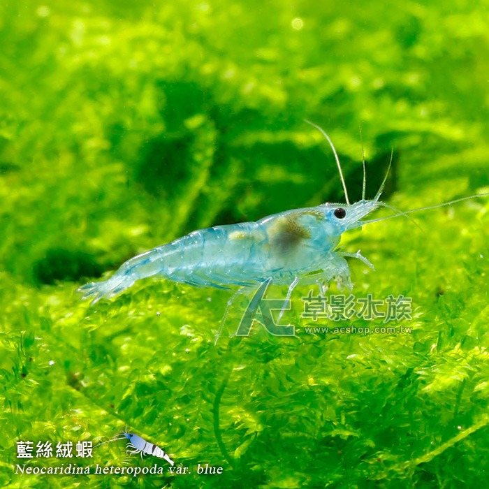 【AC草影】藍絲絨【十隻】米蝦 除藻蝦 藍絲絨蝦 去除青苔 極火蝦 火焰蝦可參考-細節圖6