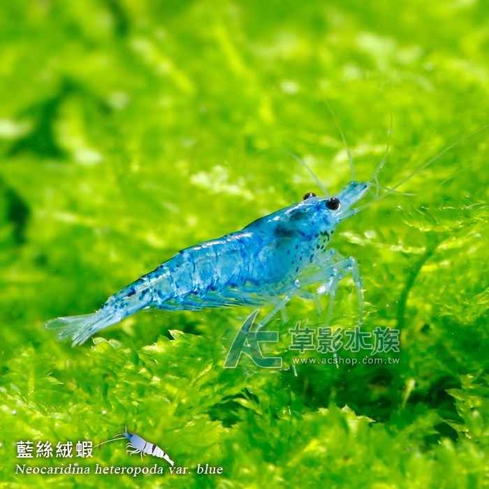 【AC草影】藍絲絨【十隻】米蝦 除藻蝦 藍絲絨蝦 去除青苔 極火蝦 火焰蝦可參考-細節圖8