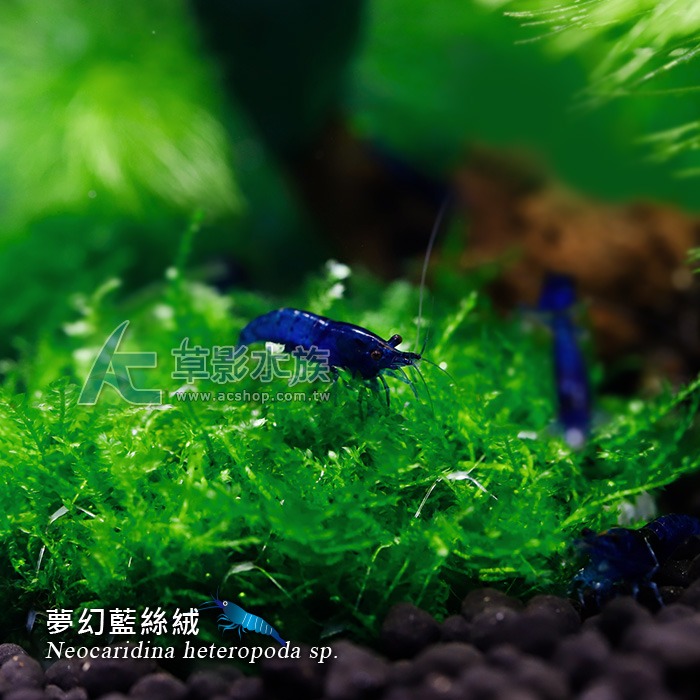 【AC草影】夢幻藍絲絨【三隻】藍米蝦 觀賞蝦 淡水蝦 蝦缸 絲絨蝦-細節圖2