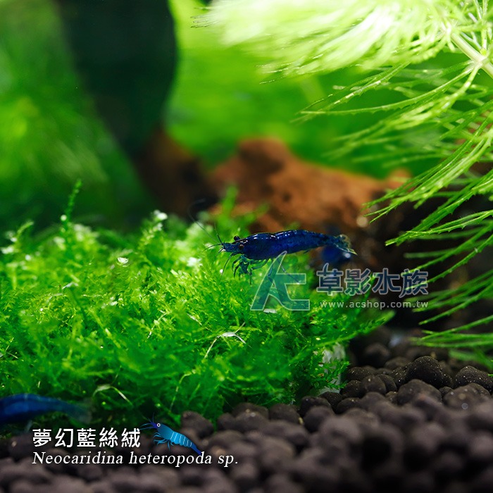 【AC草影】夢幻藍絲絨【三隻】藍米蝦 觀賞蝦 淡水蝦 蝦缸 絲絨蝦-細節圖3