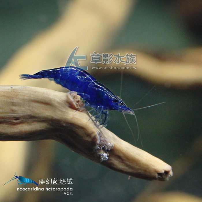【AC草影】夢幻藍絲絨【三隻】藍米蝦 觀賞蝦 淡水蝦 蝦缸 絲絨蝦-細節圖4